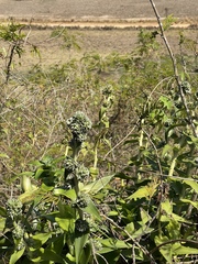 Orthophytum benzingii
