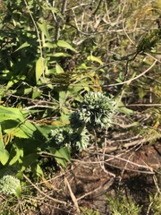 Orthophytum benzingii