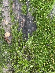 Brachytheciaceae