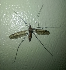 Leptotarsus cubitalis