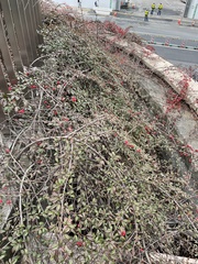 Cotoneaster franchetii