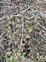 Cotoneaster franchetii