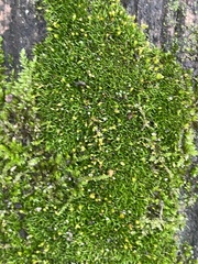 Brachytheciaceae
