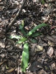 Cryptanthus colnagoi