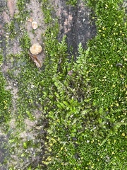 Brachytheciaceae