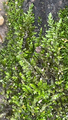 Brachytheciaceae