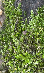 Brachytheciaceae