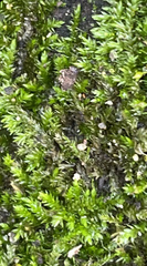Brachytheciaceae