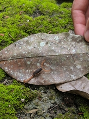 Centruroides ochraceus