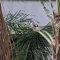 Garrulus glandarius atricapillus