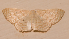 Scopula optivata
