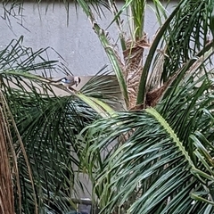 Garrulus glandarius atricapillus