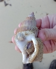 Struthiolaria papulosa