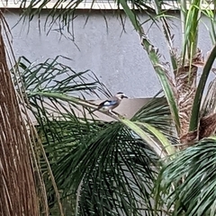 Garrulus glandarius atricapillus