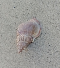 Struthiolaria papulosa