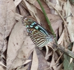 Ideopsis similis persimilis
