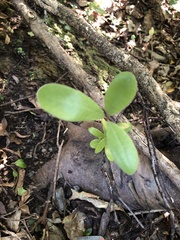 Pittosporum ralphii