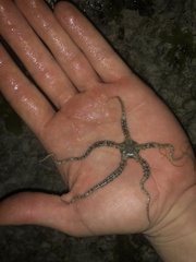 Ophiocoma scolopendrina