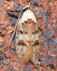 Scatochresis innumera