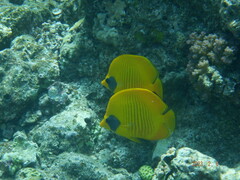 Chaetodon semilarvatus