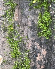 Weissia