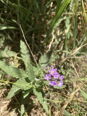 Heliotropium amplexicaule