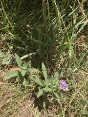 Heliotropium amplexicaule