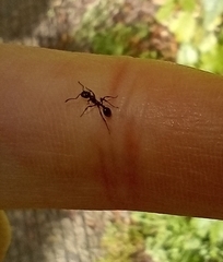 Chelaner antarcticus