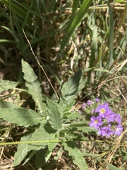 Heliotropium amplexicaule