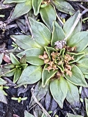 Plantago muelleri
