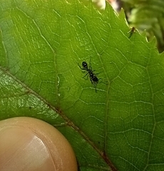 Chelaner antarcticus