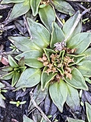 Plantago muelleri