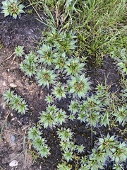 Plantago muelleri