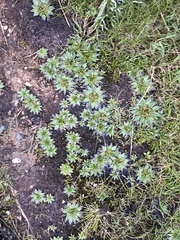 Plantago muelleri