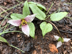 Pseudotrillium rivale