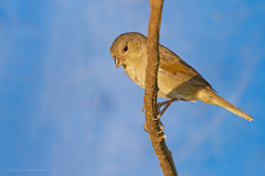 Thraupidae