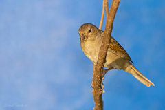 Thraupidae
