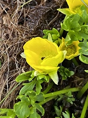 Ranunculus niphophilus