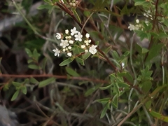 Platysace heterophylla