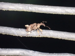 Stephanorhynchus curvipes