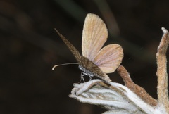 Actizera lucida