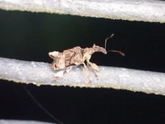 Stephanorhynchus curvipes