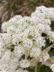 Aciphylla glacialis