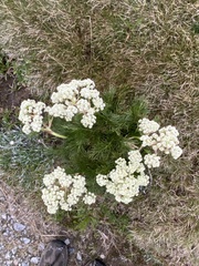 Aciphylla glacialis
