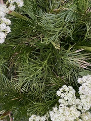 Aciphylla glacialis