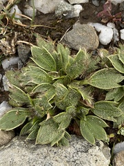 Ranunculus acrophilus