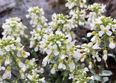 Noccaea fendleri