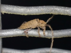Polyacanthia flavipes