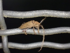 Polyacanthia flavipes