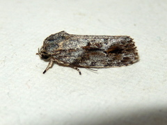 Agriophara confertella